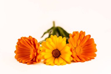 Beyaz arka planda Calendula officinalis çiçekleri, asteraceae, calenduleae