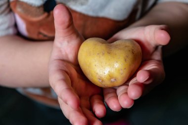 Kalp şeklinde patates, aşk konsepti, sağlıklı gıda ve tıbbi konsept