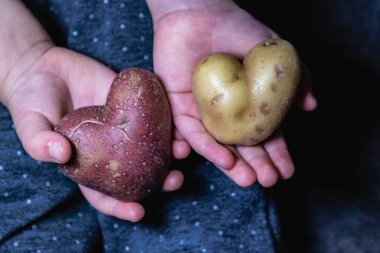 Kalp şeklinde patates, aşk konsepti, sağlıklı gıda ve tıbbi konsept