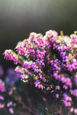 Kışın yerdeki bir bitkinin üzerinde pembe çalılar, ericaceae, calluna vulgaris