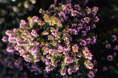 Kışın yerdeki bir bitkinin üzerinde pembe çalılar, ericaceae, calluna vulgaris