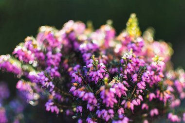Kışın yerdeki bir bitkinin üzerinde pembe çalılar, ericaceae, calluna vulgaris