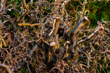 Kışın ortasında kıvrılmış fındık ağacı dalları dallı yapraksız, Corylus avellana contorta