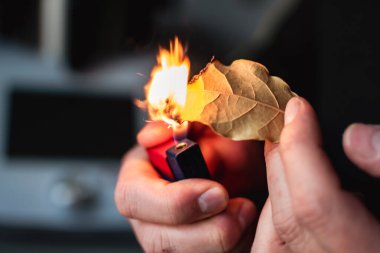Huzur getirmek, endişeleri azaltmak, baş ağrısını ve yorgunluğu azaltmak ve evi arındırmak için defne yaprakları yakan kişi, laurus nobilis