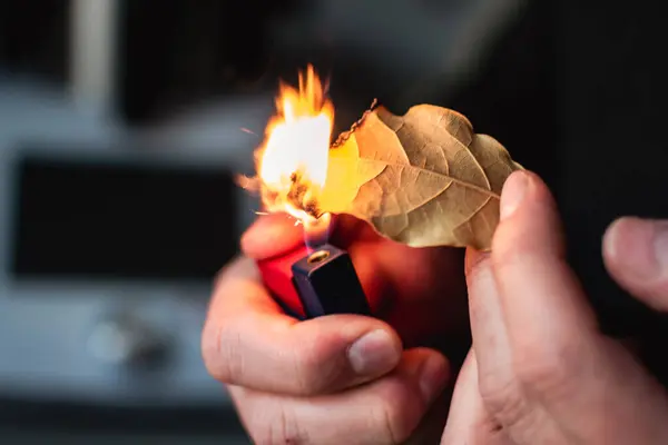 Huzur getirmek, endişeleri azaltmak, baş ağrısını ve yorgunluğu azaltmak ve evi arındırmak için defne yaprakları yakan kişi, laurus nobilis
