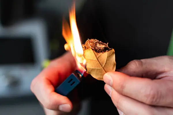 Huzur getirmek, endişeleri azaltmak, baş ağrısını ve yorgunluğu azaltmak ve evi arındırmak için defne yaprakları yakan kişi, laurus nobilis