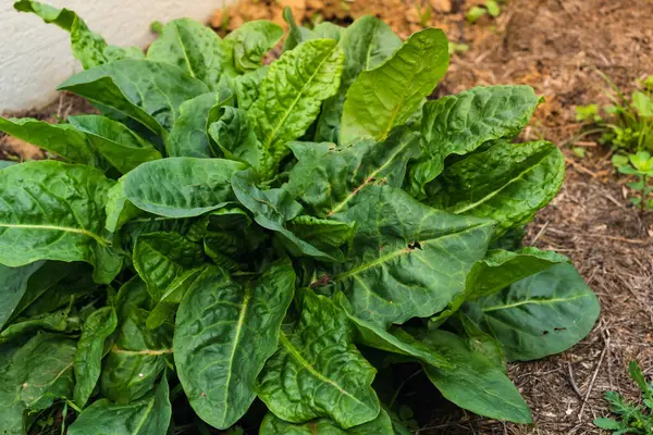 Sorrel bağırsaklar, böbrekler, mide ve karaciğer için faydalıdır ve kardiyovasküler hastalıkları ve bazı kanserleri önler.