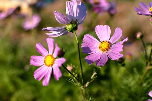 Cosmos flowers in a pretty meadow, cosmos bipinnatus or Mexican aster, daisy family asteraceae