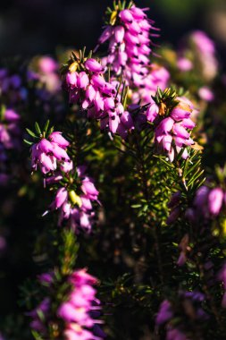 Kışın yerdeki bir bitkinin üzerinde pembe çalılar, ericaceae, calluna vulgaris