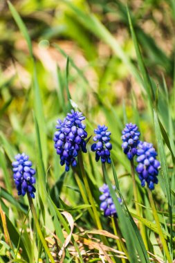 Viper bow, mouse sümbül veya üzüm sümbülü baharda bir bahçede mavi ve mor muscari ermeniacum