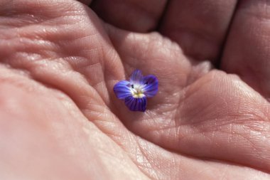 Veronica Persica ya da kuş gözü Hız Çiçeği ilkbaharda küçük mavi çiçeklerdir
