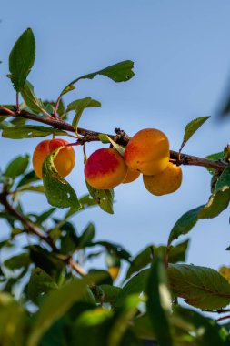 Mirabelle meyve bahçesinde erik, lorin sarı altın, Metz, Nancy, prunus domestica
