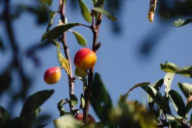 Mirabelle meyve bahçesinde erik, lorin sarı altın, Metz, Nancy, prunus domestica