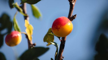 Mirabelle meyve bahçesinde erik, lorin sarı altın, Metz, Nancy, prunus domestica