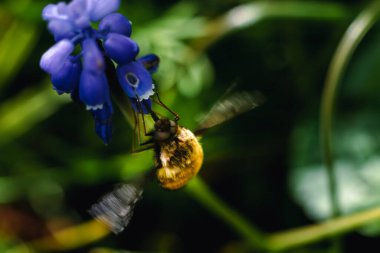 Bombyle on a grape hyacinth, a small hairy insect with a proboscis to draw nectar from the flowers, bombylius clipart