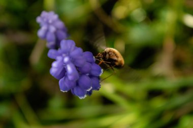 Bombyle on a grape hyacinth, a small hairy insect with a proboscis to draw nectar from the flowers, bombylius clipart