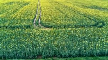 İnsansız hava aracı bahar aylarında kolza tohumu tarlasında uçuyor.
