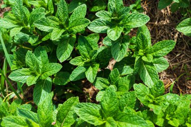 Mint in a garden, wonderful aromatic plant for the kitchen, mentha spicata clipart