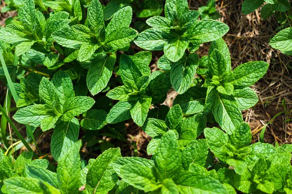Bahçede nane şekeri, mutfak için harika aromatik bitki, mentha spicata.