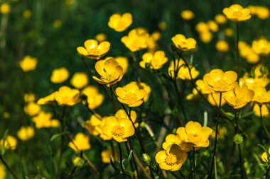 Düğünçiçeği ya da baharda bahçede sürünen düğün çiçeği, ranunculus pişman olur.