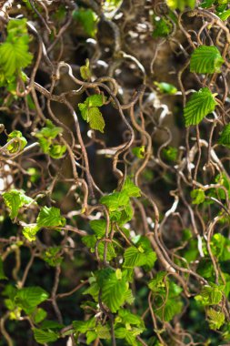 Dalgalı dalları ve büyüyen yapraklarıyla İlkbaharda bükülmüş fındık ağacı, Corylus Avellana Contorta