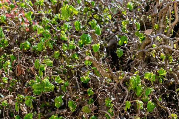 Dalgalı dalları ve büyüyen yapraklarıyla İlkbaharda bükülmüş fındık ağacı, Corylus Avellana Contorta