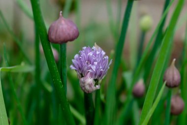 Çiçekli ve tomurcuklu Frenk soğanları, allium schoenoprasum