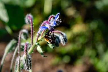 Pişirme, salata, çorba, bitkisel karışım, borago officinalis