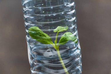 Plastik bir şişede tohumlama, malzemelerin yeniden kullanımı, ışık, ısı, hastalığın azaltılması, iyi gelişme