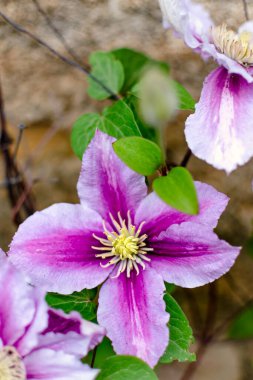 Güzel pembe klematis çiçeği, klematis poseidon, ranunculaceae
