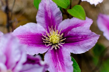 Güzel pembe klematis çiçeği, klematis poseidon, ranunculaceae