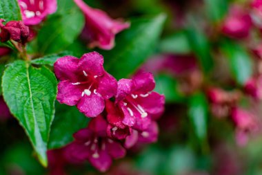 Weigela florida bristol ruby, flowers, caprifoliaceae
