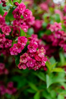 Weigela florida bristol ruby, flowers, caprifoliaceae