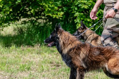 Askeri köpek ve askeri köpek eğitmeni, köpek takımı.