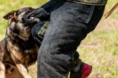 Askeri köpek ve askeri köpek eğitmeni, köpek takımı.