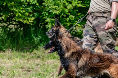 Askeri köpek ve askeri köpek eğitmeni, köpek takımı.