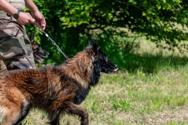 Askeri köpek ve askeri köpek eğitmeni, köpek takımı.