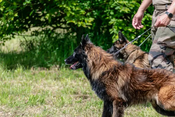 Askeri köpek ve askeri köpek eğitmeni, köpek takımı.