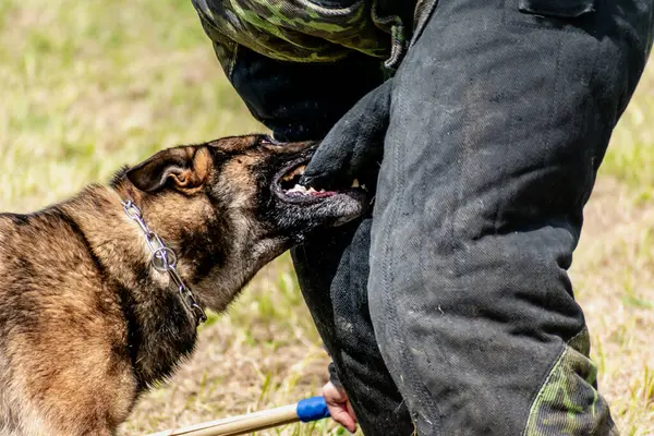 Askeri köpek ve askeri köpek eğitmeni, köpek takımı.