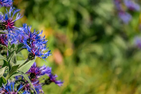 Stock image Blue cornflower outdoors, centaurea montana