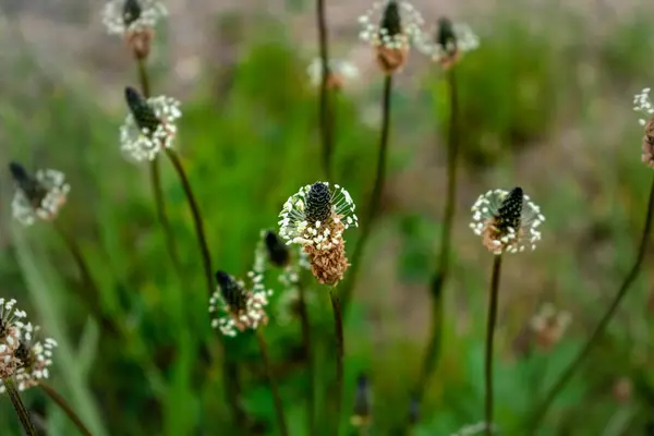 Stock image Lanceolate plantain, useful plant in case of respiratory problems, allergies, asthma, bronchitis, plantago lanceolata