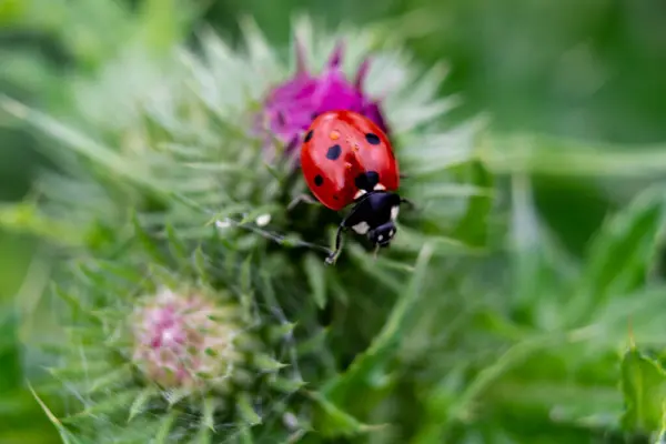 Devedikeni üzerindeki uğur böceği, küçük yuvarlak böcek, kırmızı benekli, kaksinella, kuyruk sokumu