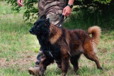Askeri köpek ve askeri köpek eğitmeni, köpek takımı.