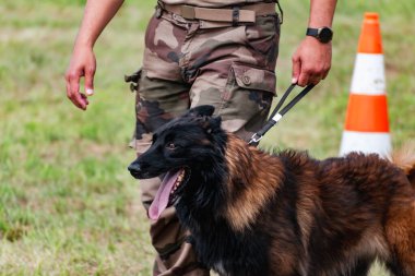 Askeri köpek ve askeri köpek eğitmeni, köpek takımı.