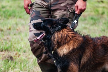 Askeri köpek ve askeri köpek eğitmeni, köpek takımı.