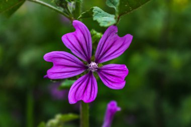 Yolun kenarındaki Mallow çiçeği, Malva Sylvestris