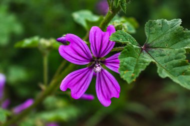 Yolun kenarındaki Mallow çiçeği, Malva Sylvestris