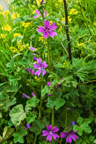 stock image Mallow flower at the side of a road, malva sylvestris