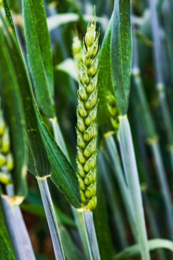 Baharda ekili bir tarlada buğday kulakları, triticum