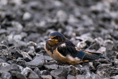 Kara çakıl taşlarının üzerinde dinlenen küçük kırlangıç, hirundo